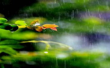 关于《雨,》的作文模板6篇