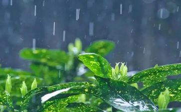 大班春雨的色彩教案7篇
