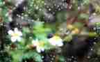 关于雨的作文500字优秀6篇