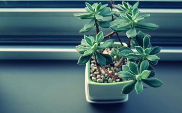 测植物教案优秀8篇