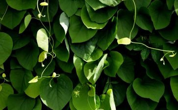 植物画教案优质8篇