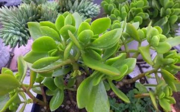 与植物为友作文400字优质7篇