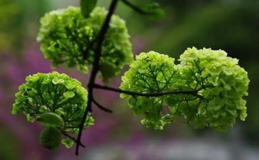 植物画教案参考5篇
