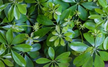 参观植物心得体会6篇