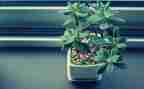 测植物教案优秀8篇