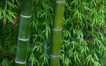 竹文化节活动总结5篇