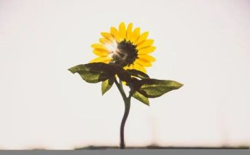 做自己作文800字模板6篇